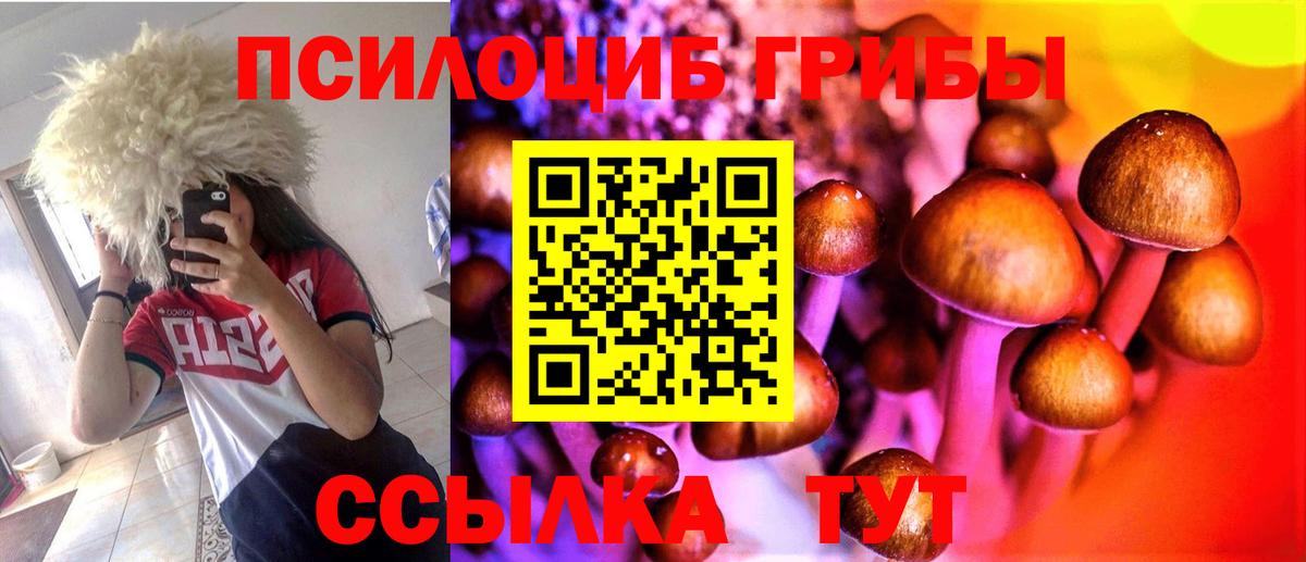 Псилоцибиновые грибы Psilocybine cubensis Донской